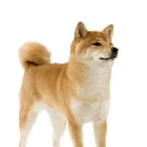Dog - Shiba Inu