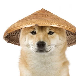 Dog - Shiba Inu wearing an oriental bamboo / straw hat