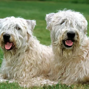 Dog - Soft Coated Wheaten Terrier - Pair lying down in garden