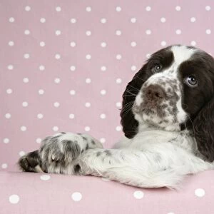 Dog - Springer Spaniel (approx 10 weeks old) with paws over ledge