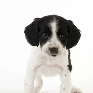 DOG - Springer Spaniel puppy