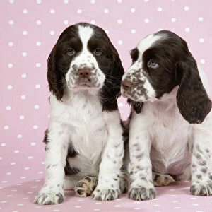 Dog - Springer Spaniels (approx 10 weeks old) sitting down