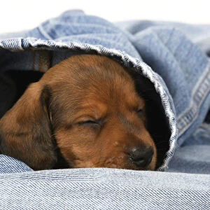 DOG. Standard Dachshund puppy, 6 weeks old, sleepy, in denim jeans, studio
