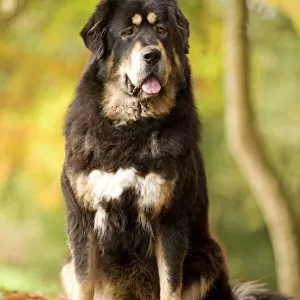 Dog - Tibetan mastiff