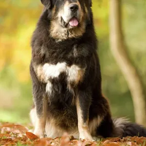 Tibetan Mastiff Compared With Tiger Tiger Mastiff Dog Tiger