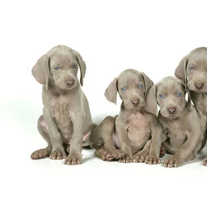 DOG. Five Weimaraners sitting in a line