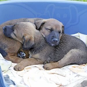 Dog - Westfalia / Westfalen Terrier - 2 puppies sleeping in dog basket, Lower Saxony, Germany