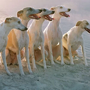Hound Metal Print Collection: Whippet