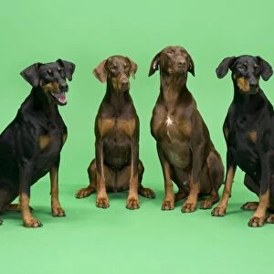 Dogs - Four Dobermans sittign down