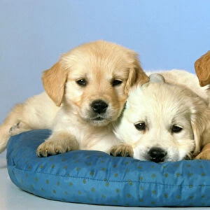 Dogs - Golden Retriever puppies on cushion