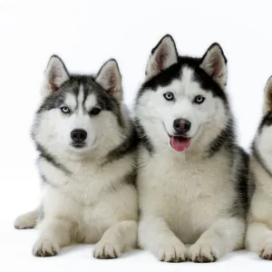 Dogs - Huskies