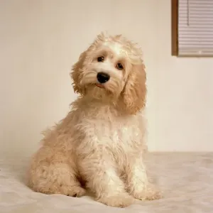 Poodle Standard