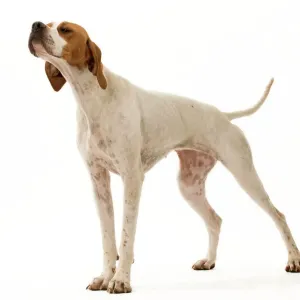 Ardea Wildlife Print - Dog Pointer LA-9241 Ardea Wildlife Print - Dog Pointer LA-9241