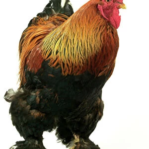 Domestic Chicken “Brahma perdrix” breed