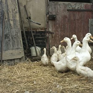 Domestic Ducks - in barn