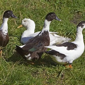Domestic Ducks - three Muscovy and one Aylesbury - Northumberland - England