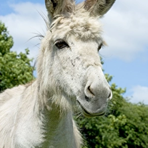 Donkey - close-up of head