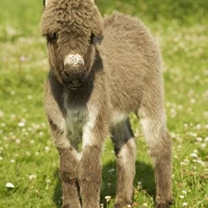 Donkey - foal in meadow