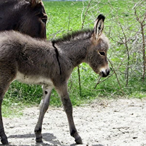 Donkeys - foal. Arsi Region - Ethiopia