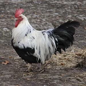 Dorking Fowl: domestic table chicken
