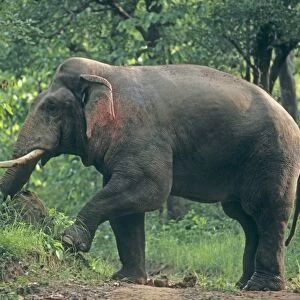 Double - masth Asian / Indian Elephant breaking the termite mound, Corbett National Park, India