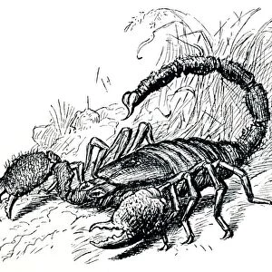 Drawing - Scorpion in defensive posture with sting deployed