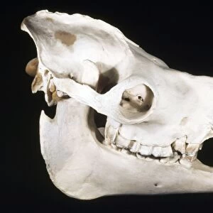 Dromedary Camel Skull - male - dry grasslands - north Africa