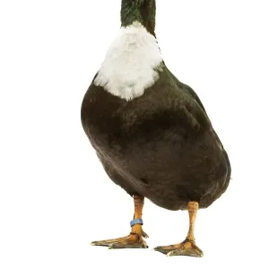 Duclair Duck Print, LA-4507 Studio Edition