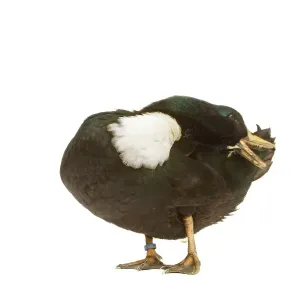 Duclair Duck Print