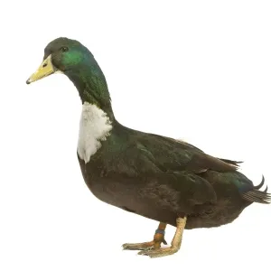 Duclair Duck Print, LA-4510