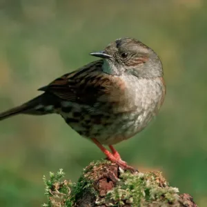 Dunnock Print (Prunella modularis) ME-1384 Dunnock Print (Prunella modularis) ME-1384