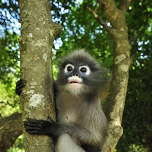Dusky Leaf Monkey / Spectacled Langur / Spectacled Leaf Monkey - Khao Sam Roi Yot National Park - Thailand