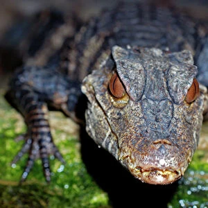 Crocodilians Related Images