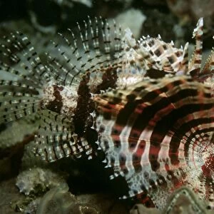 Dwarf Lionfish - unlike its larger relitives this tiny fish lives mainly on crustations. Papua New Guinea
