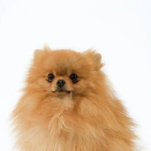 Dwarf Spitz / Pomeranian. Also know as Spitz nain
