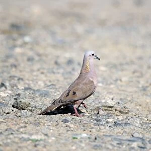 Doves Greetings Card Collection: Eared Dove
