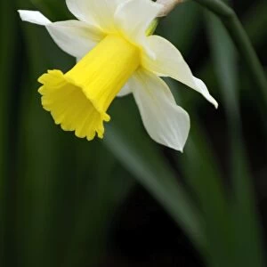 An early flowering variety of daffodil - long established in this East Sussex garden - UK - March