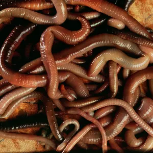 Earthworms