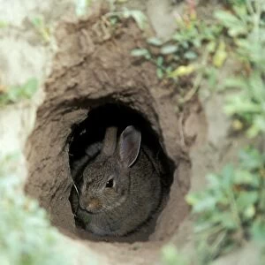 Eastern Cottontail Rabbit Hiding in Prairie Dog hole. North Dakota, USA