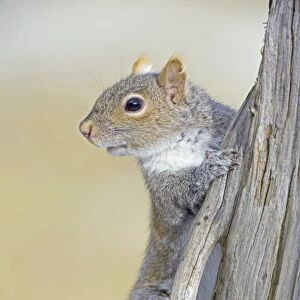 Eastern Gray Squirrel - on dead tree - New York - USA