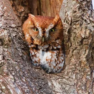 Eastern Screech-Owl Print (Otus asio) Eastern Screech-Owl Print (Otus asio)