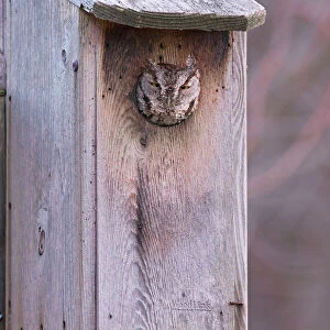 Eastern Screech-Owl - in owl box. January, CT