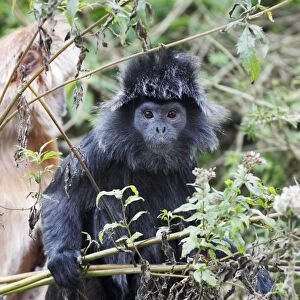 Ebony Leaf Monkey / Javan Langur - animal showing black coloured phase, distribution - Java, Indonesia