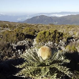Echinops ellenbeckii - endemic plant in Ethiopia found in the table-land of Sanetti. Bale Mountains - Ethiopia