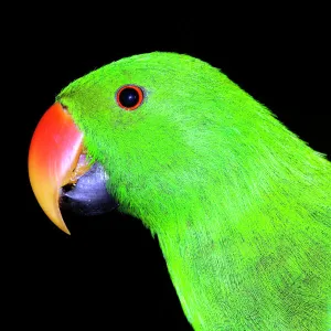 Eclectus parrot - male, captive specimen. Unusually among birds, the female has the more brilliant colours (red and blue). Port Douglas, Queensland, Australia DWD00565