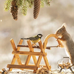 Eekhoorn; Sciurus vulgaris, Red Squirrel and great tit are standing with a saw and saw block on ice