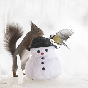 Eekhoorn; Sciurus vulgaris, Red Squirrel looking at a great tit with a snowman
