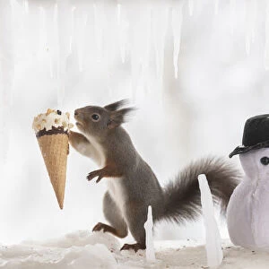 Eekhoorn; Sciurus vulgaris, Red Squirrel standing with a snowman the other has a icecream