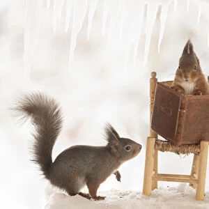 Eekhoorn; Sciurus vulgaris, Red Squirrel standing on ice with a book on chair
