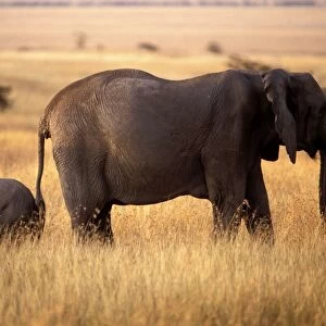 Elephant - and calf. Maasai Mara - Kenya - Africa